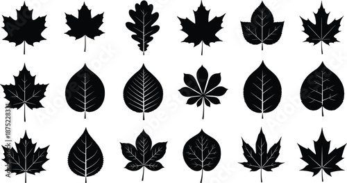 Leaf silhouettes collection, maple oak chestnut shapes, black vector icons, autumn foliage elements, nature botanical illustration set, isolated on white