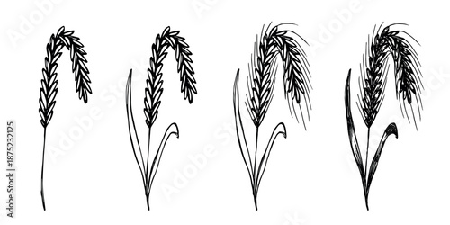 Set of hand drawn cereal wheat oat rye barley rice ears spikelet clipart Organic wheat bread agriculture farming harvest healthy food Single element for design print packaging label decor
