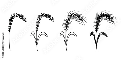 Set of hand drawn cereal wheat oat rye barley rice ears spikelet clipart Organic wheat bread agriculture farming harvest healthy food Single element for design print packaging label decor