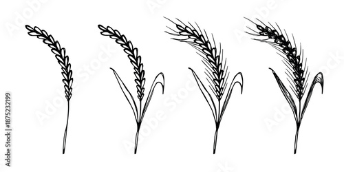 Set of hand drawn cereal wheat oat rye barley rice ears spikelet clipart Organic wheat bread agriculture farming harvest healthy food Single element for design print packaging label decor