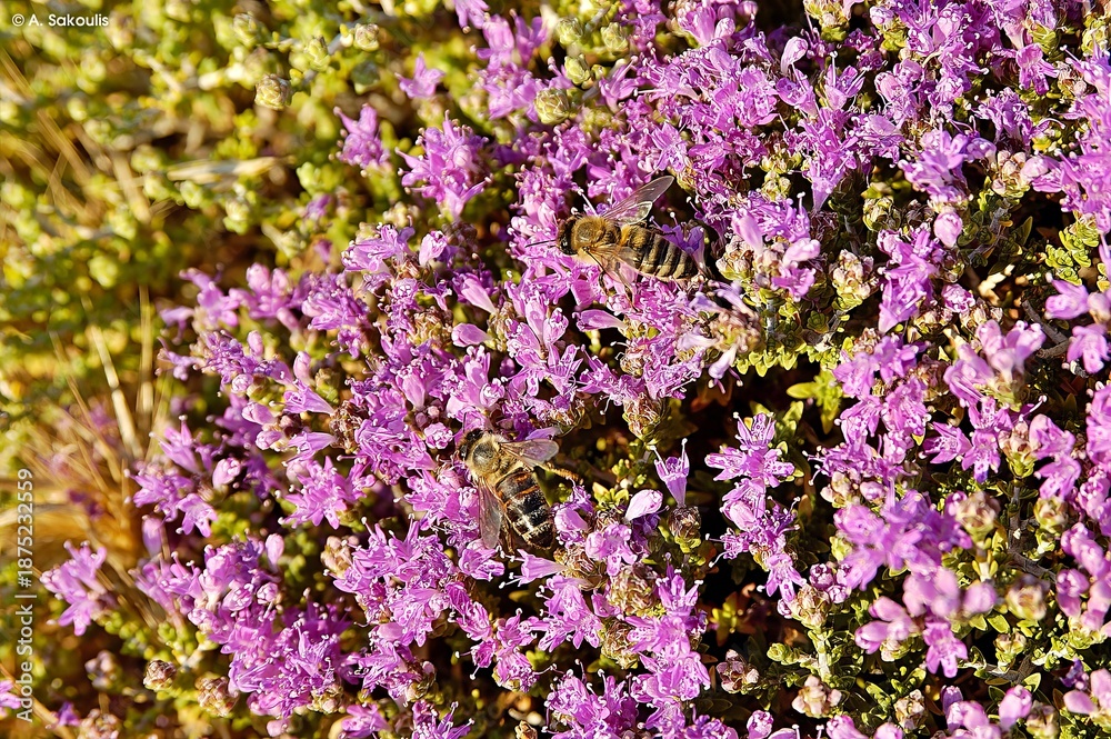 Obraz premium Thymus capitatus (or Coridothymus capitatus), Crete