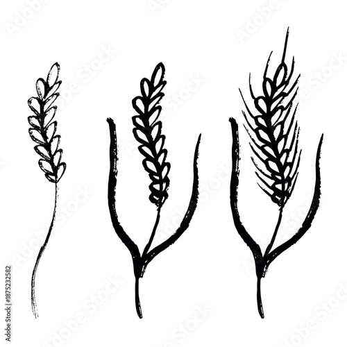 Set of hand drawn cereal wheat oat rye barley rice ears spikelet clipart Organic wheat bread agriculture farming harvest healthy food Single element for design print packaging label decor