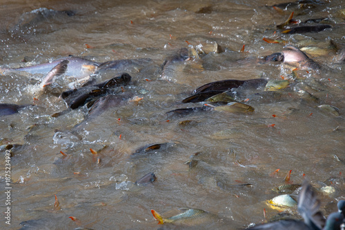 Fish in large quantities in the River Kwai at Kanchanaburi, Thailand