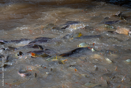 Fish in large quantities in the River Kwai at Kanchanaburi, Thailand