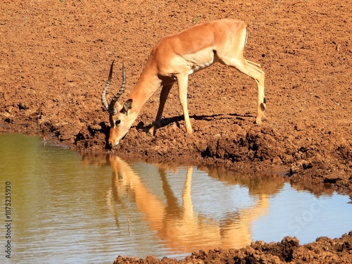 Impala drinking at a waterhole