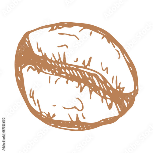 Hand drawn fresh roasted coffee bean Arabica robusta seed doodle Single element for print, web, design, decor