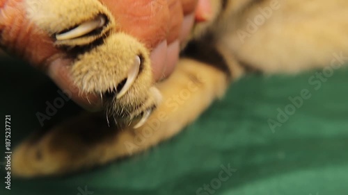 Closeup Cat extending retractable claws from soft paws, showing feline anatomy and hunting mechanics. Ideal for veterinary education, animal behavior studies, pet care, biology, and medical visuals.