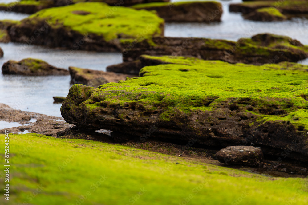 Fototapeta premium moss-covered rocks at the beach in Jeju Island, South Korea