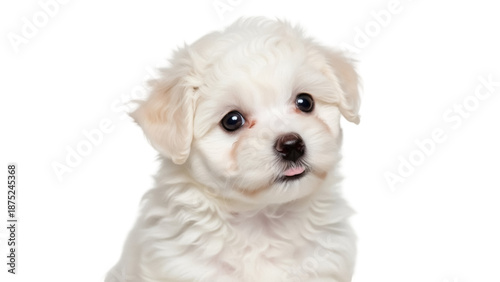 Adorable fluffy Maltese puppy dog isolated PNG on transparent background, cute small breed pet with soft white fur and expressive eyes