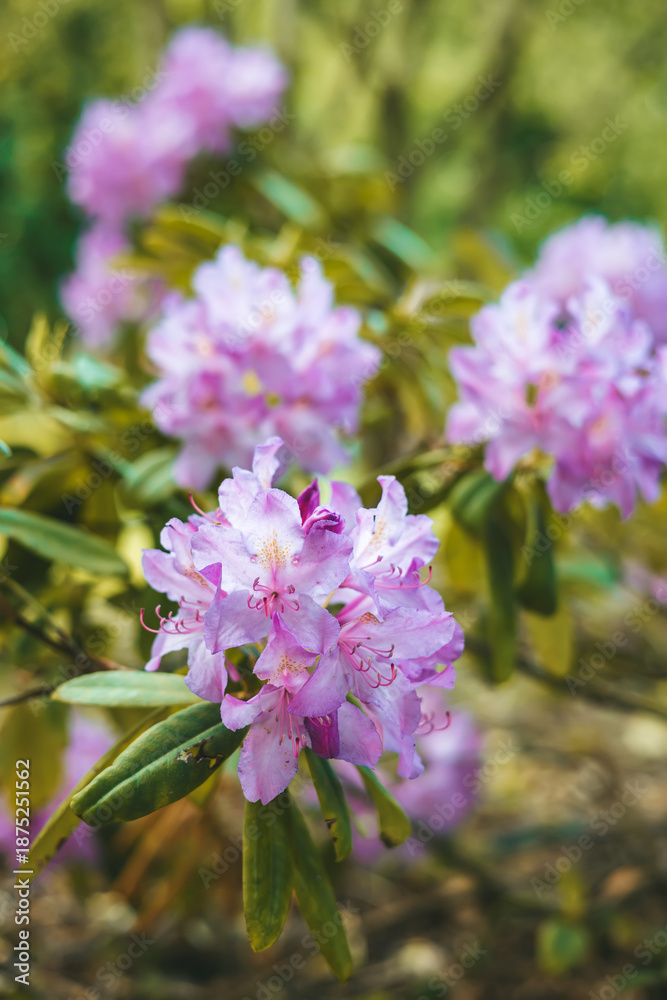 Obraz premium Blooming purple rhododendron flowers in a spring garden with green leaves for nature park landscape or gardening concept