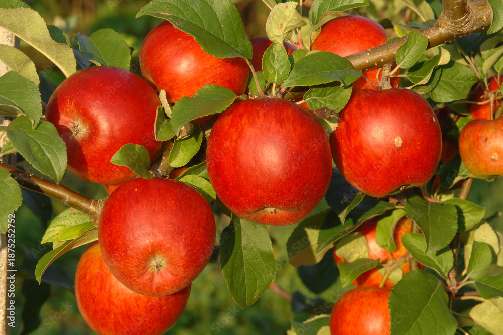 Obraz premium Apfel, Malus domestica, Rajka