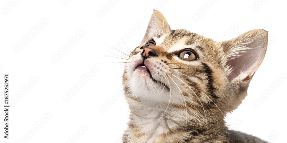 Fototapeta premium Ultra realistic kitten portrait, close-up, kitten with mouth closed, gentle curious expression, eyes looking upward, small dry cat food kibble falling softly around the kitten, frozen mid-air, sharp f