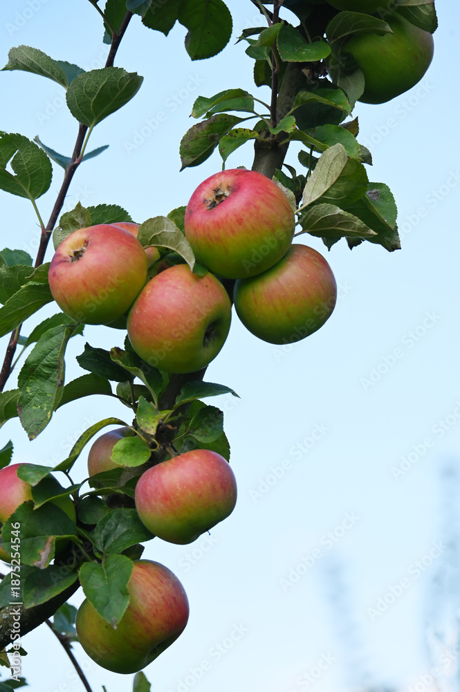 Obraz premium Apfel, Malus domestica, Linsenhofer Sämling