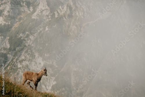 Fotografía Wild Ibex in Triglav National Park in Slovenia's Julian Alps