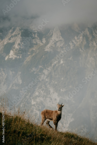 Wild Ibex in Triglav National Park in Slovenia's Julian Alps