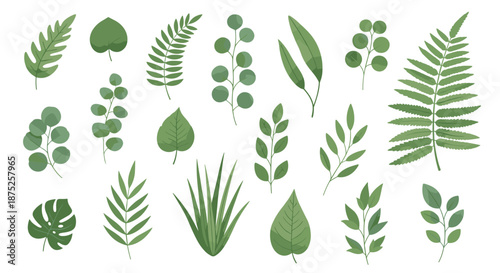 Variety of green leaves and fern branches shown on a white background representing botanical diversity for nature and garden themed designs.