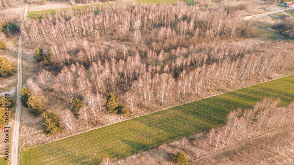 Fototapeta premium Drone view of sparse forest in spring