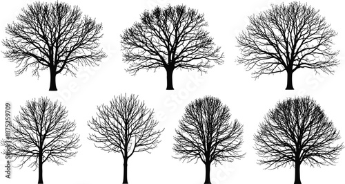 Leafless tree silhouette collection, winter bare branch trees set isolated on white background, detailed black nature illustration vector forest design