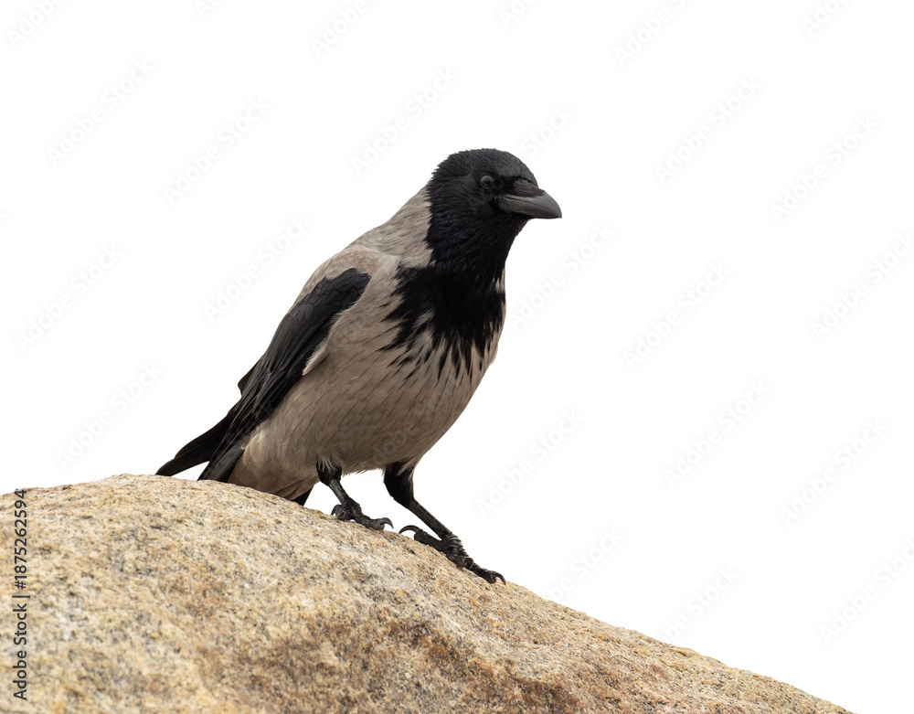 Obraz premium Gray crow standing on stone close-up on a white background