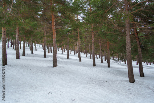 Pine forest covered in snow during winter season