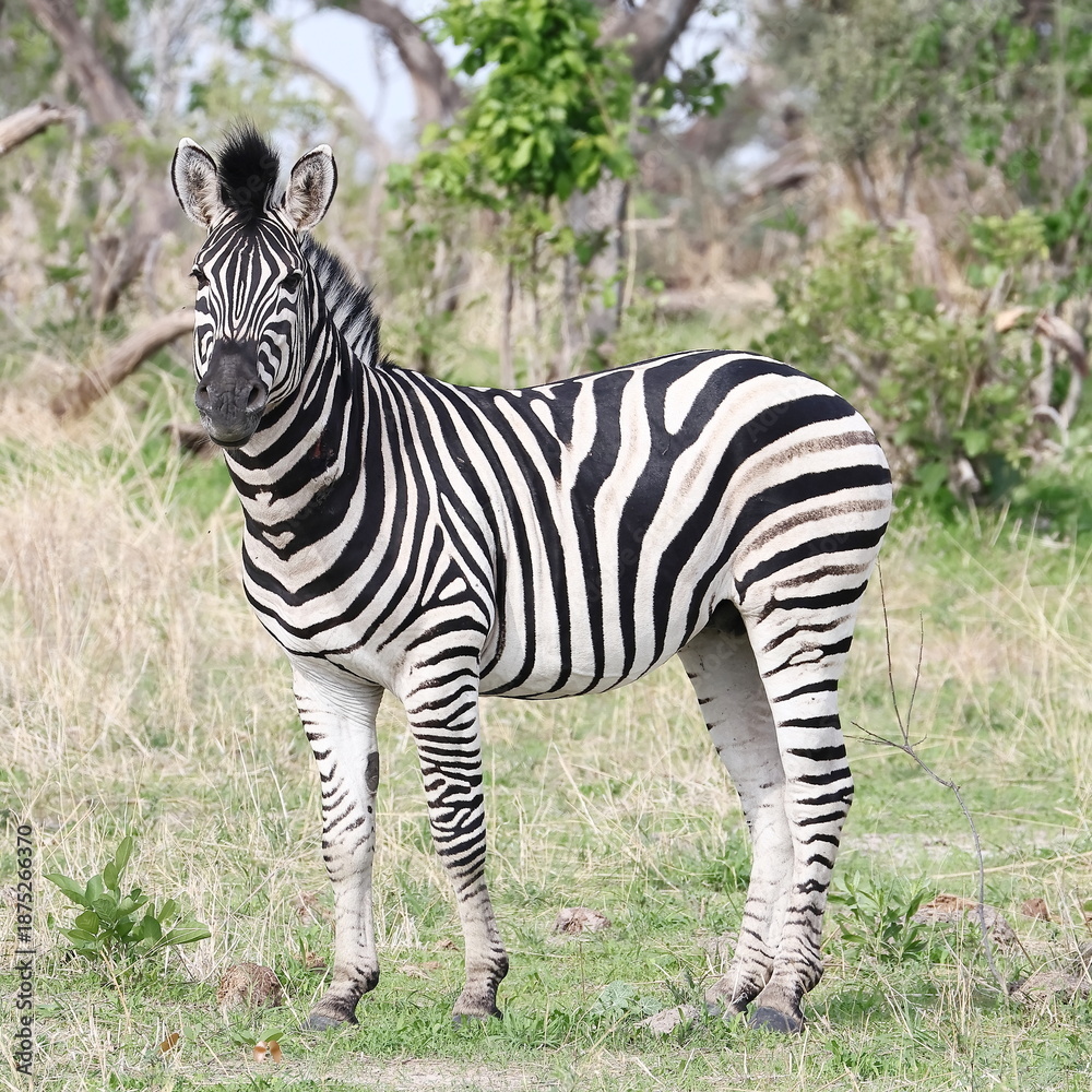 Naklejka premium Zebra
