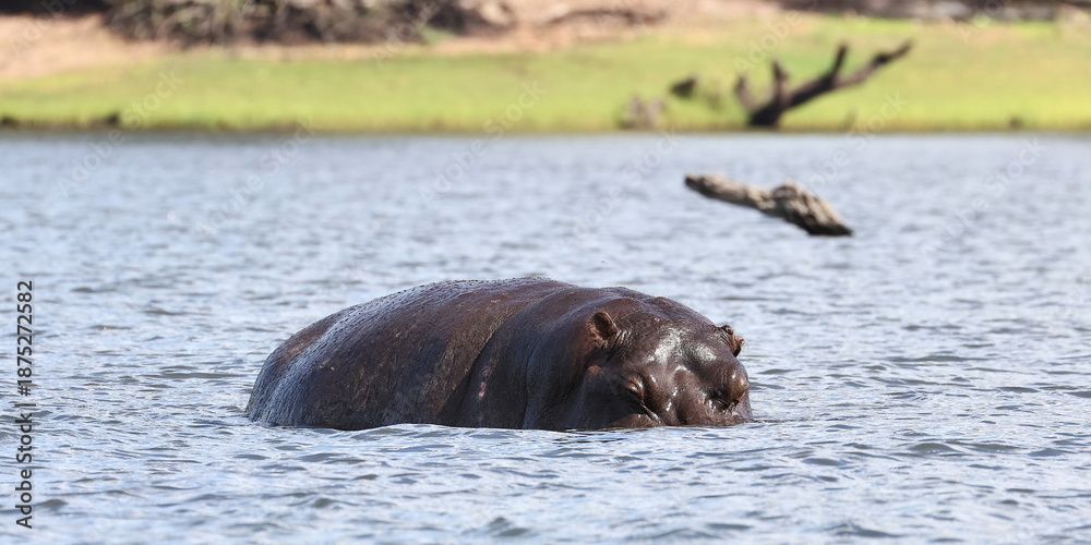 Fototapeta premium Flusspferd im Wasser