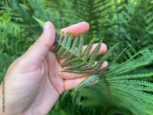 Konstfotografi Fern spores on underside of leaf in human hand, botanical close-up