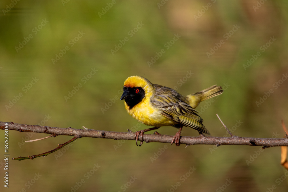 Obraz premium South African birds - Southern masked weaver male in breeding plumage displaying his colors while perched on a branch