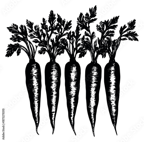 Hand drawn line art vegetable set featuring five freshly harvested carrots for healthy eating and organic food concepts