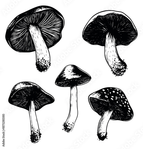 Hand drawn line art mushroom set featuring various fungi for nature and food-themed designs