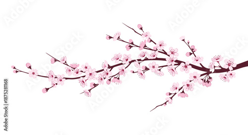 Delicate branch of pink cherry blossoms with many small flowers and buds in bloom, depicted in a soft watercolor illustration style.