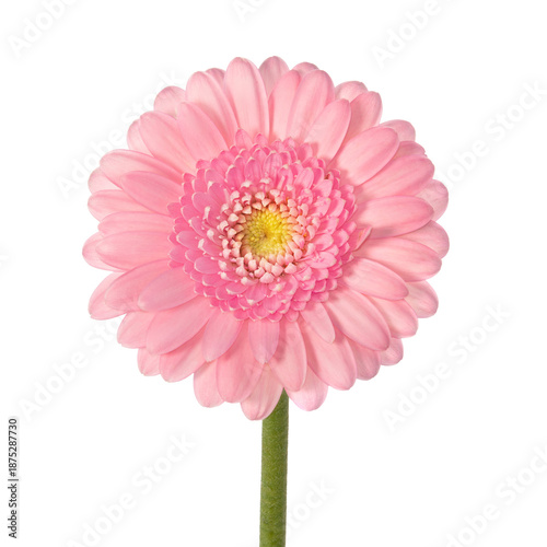 Pink gerbera on a white background.