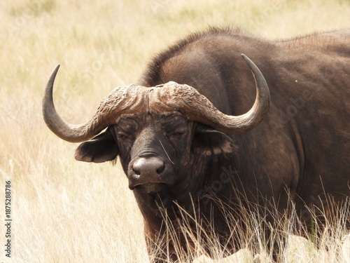 Fotografie Buffalo in the veld