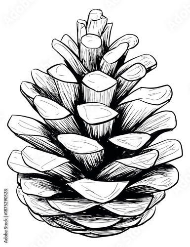 Hand drawn line art illustration of a pine cone depicting a natural forest object for seasonal designs