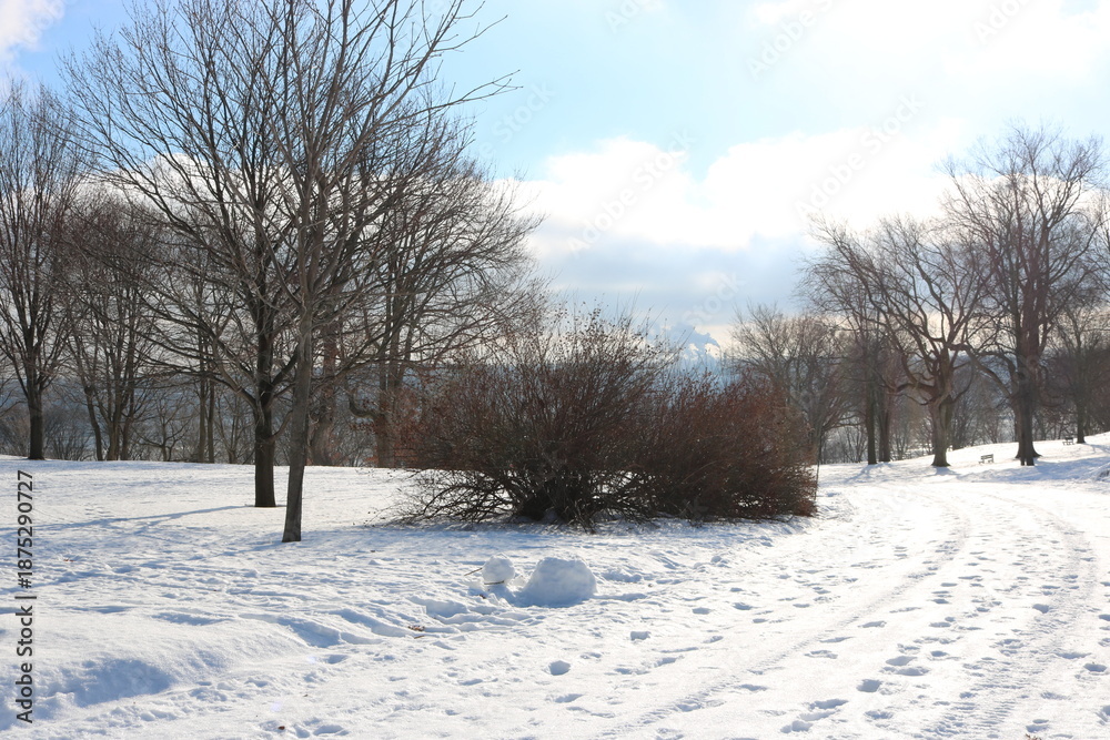 Fototapeta premium Snowy Winter Park Landscape with Trees and Copy Space