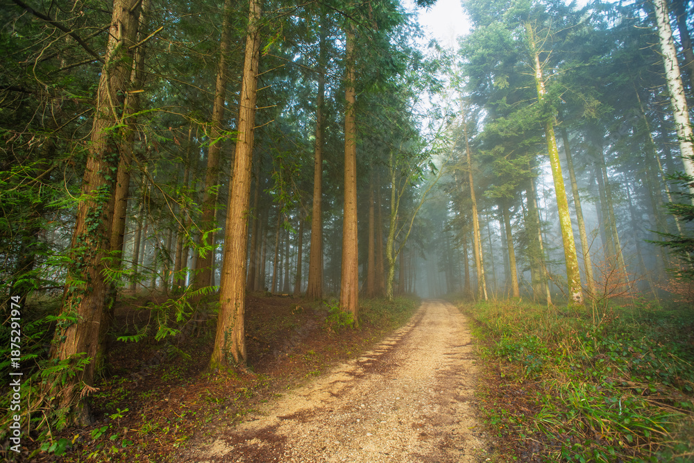 Obraz premium Autumn morning foggy forest scene. Wide angle, thick fog, vibrant colors, no people