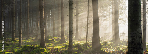 Photos Dramatic sun light rays cutting through a foggy autumn forest scene