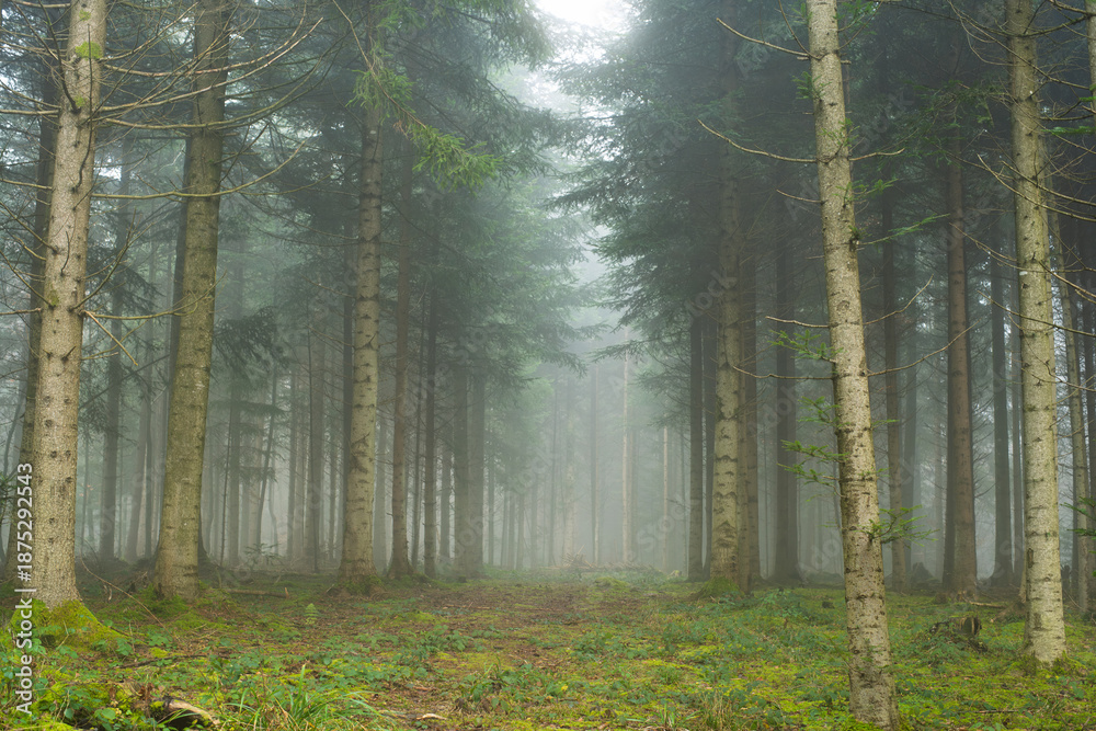 Obraz premium Autumn morning foggy forest scene. Wide angle view, thick fog, vibrant colors, moody atmosphere, no people
