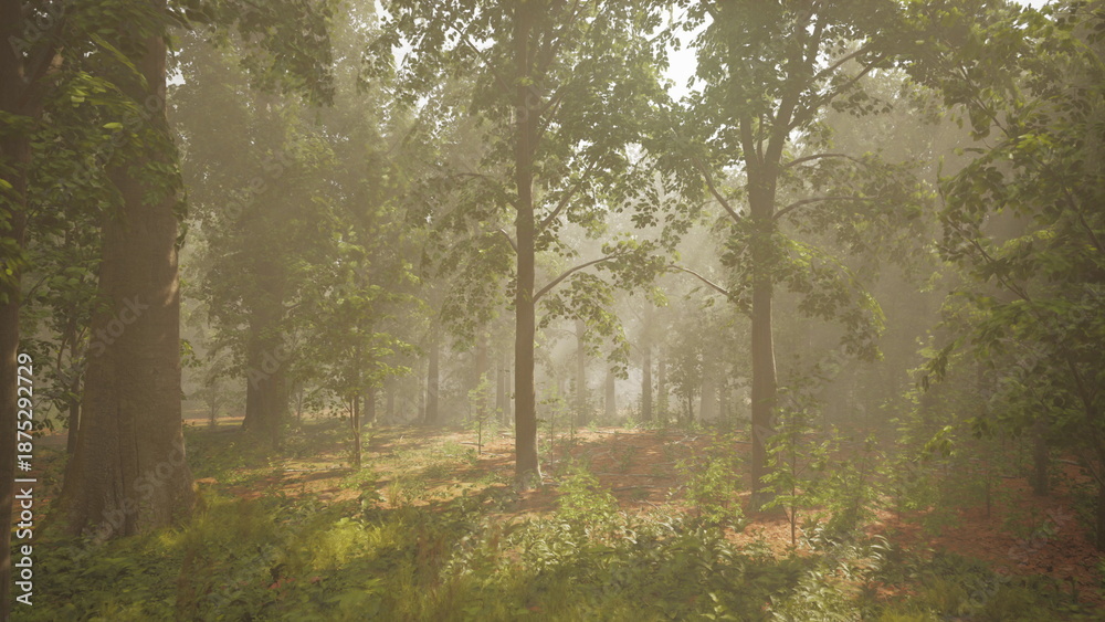 Obraz premium Morning light creates a serene atmosphere in a dense forest. Rays of sunshine filter through the tall trees, illuminating the foggy surroundings and enhancing the beauty of nature.