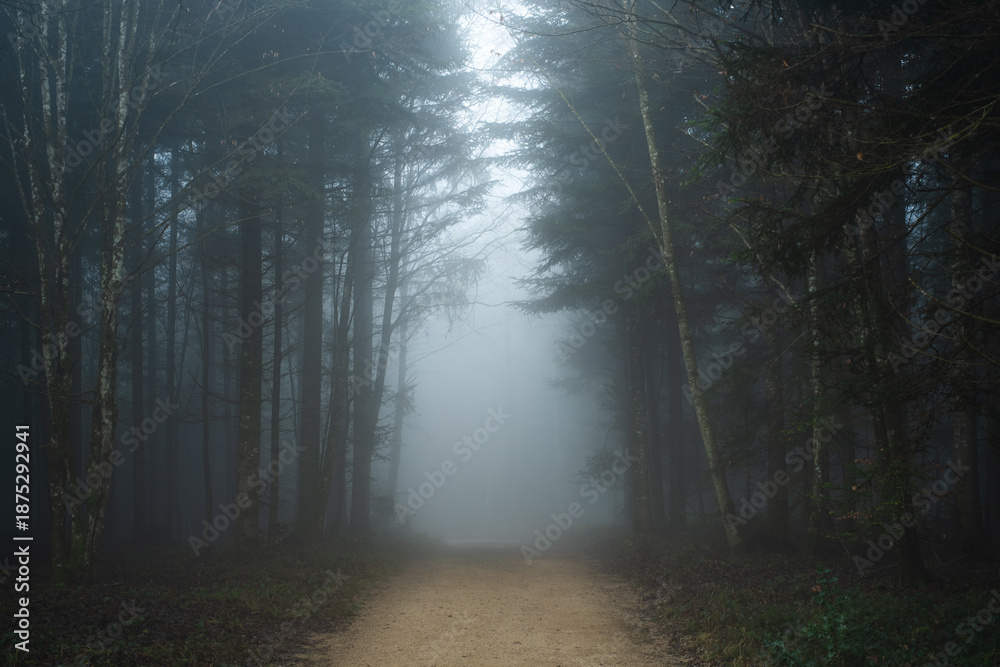 Obraz premium Narrow footpath in a foggy forest scene in autumn. Wide angle, thick fog, moody colors and atmosphere, no people