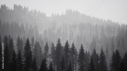 Foto Dense evergreen trees create a tranquil atmosphere in a misty forest