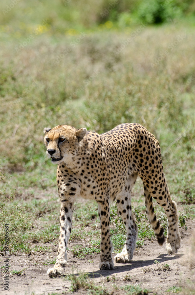 Fototapeta premium Guepard
