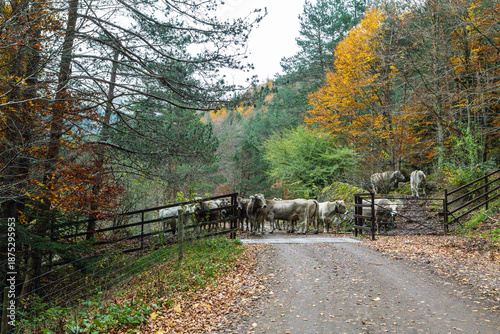 Vacas