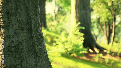 Fotografie Warm sunlight bathes a serene forest, highlighting tall trees and lush greenery