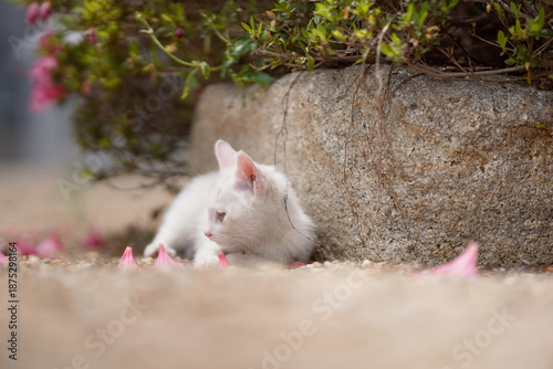 5月、すくすく育つ白い仔猫