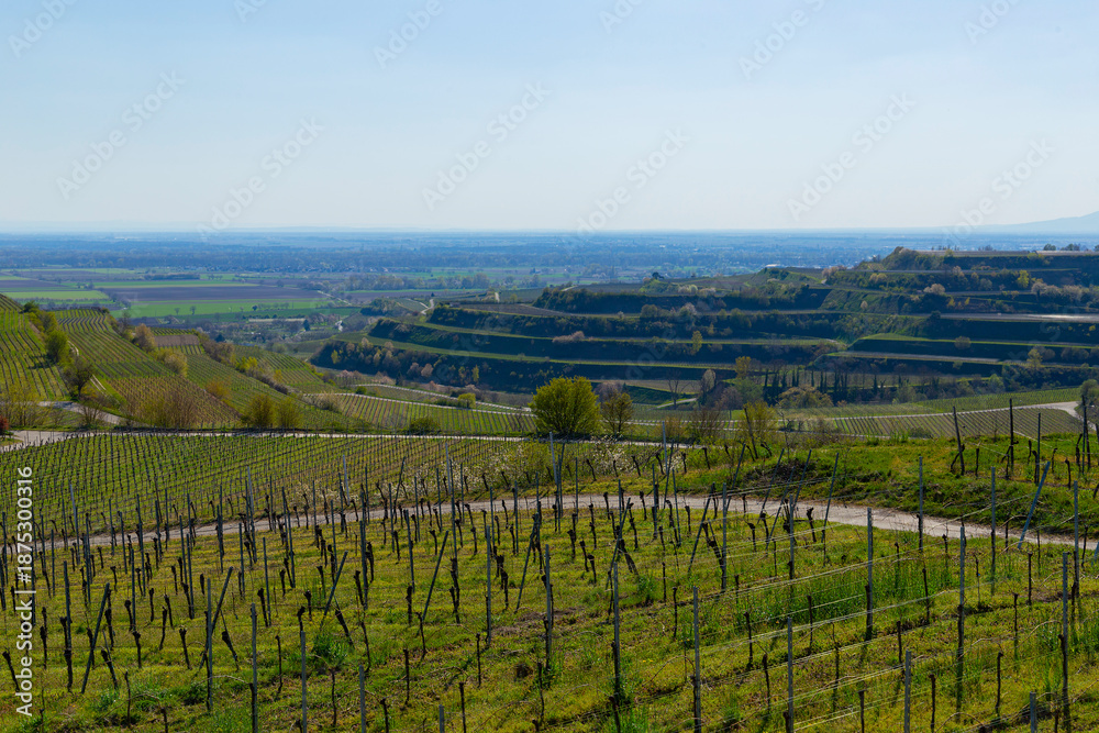 Fototapeta premium Weinberge Reben Winzer