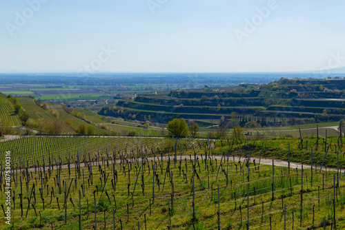 Wallpaper Mural Weinberge Reben Winzer Torontodigital.ca