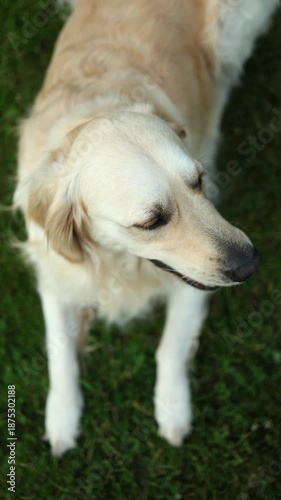 Dog lying on green grass in a yard during daylight enjoying the outdoors and relaxing in a home environment