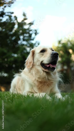 Dog lies down in grassy backyard, sniffing something and looking alert while staying at home