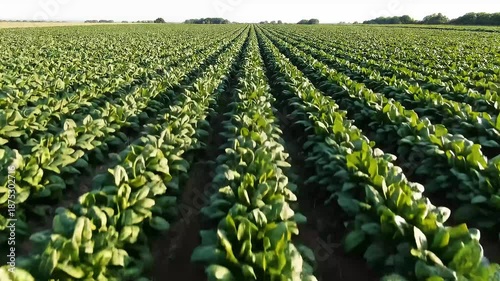 Aerial View of Lush Green Spinach Field, Aerial view of a lush green spinach field with rows of plants